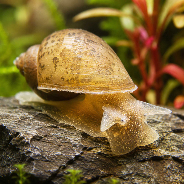 Yoda Schnecke Eiförmige Schlammschnecke Radix balthica
