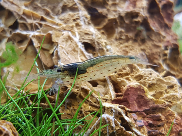 Algenfresser Garnelen | Zwerggarnelen gegen Algen