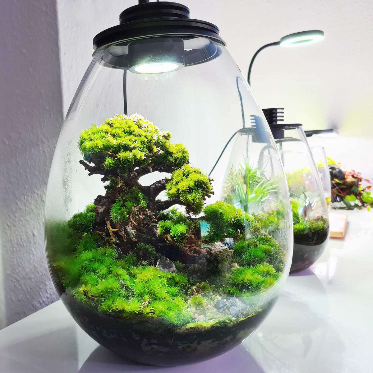 Aqua-Bonsai Baum gnstig kaufen | Garnelen-Guemmer