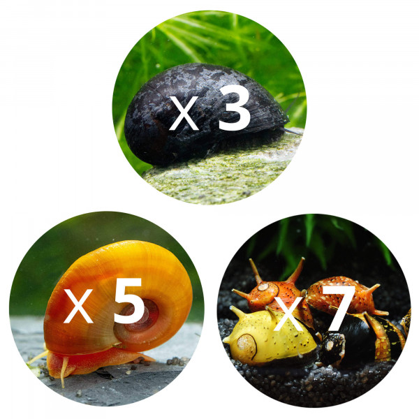 Bakterienrasen Fresser Schnecken Set Größe L