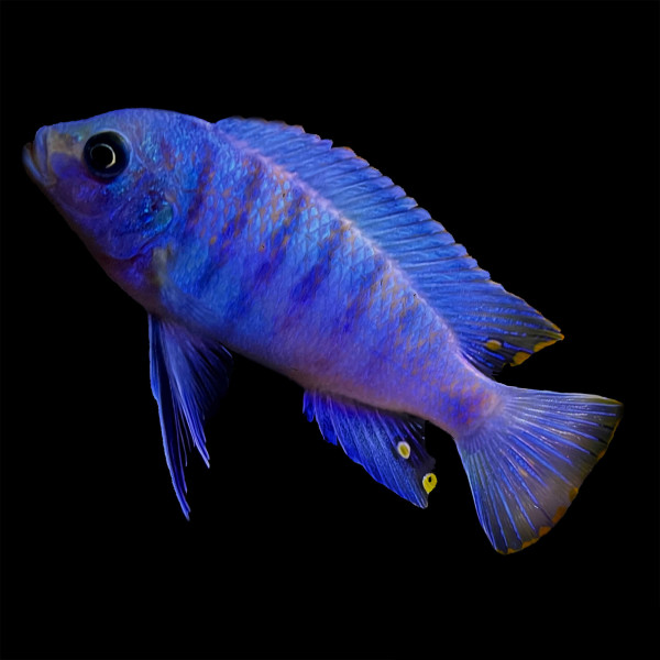 Blauer Malawi Buntbarsch Cichlide