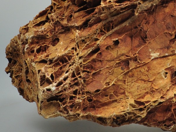 Versteinertes Laub | Fossilized Leaves