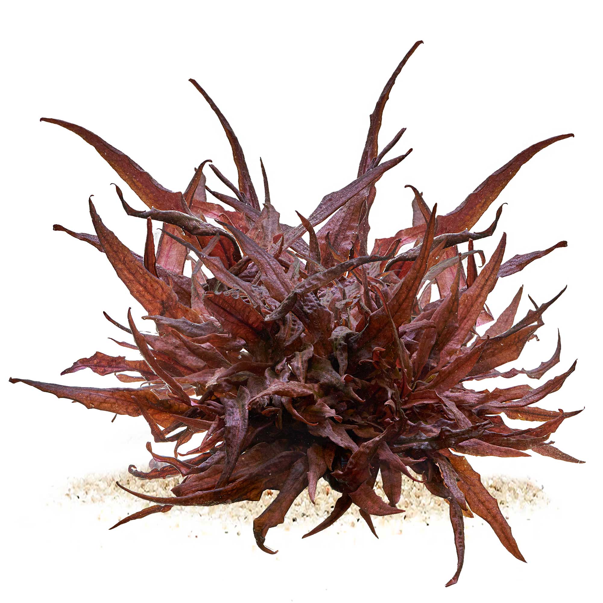 Cryptocoryne beckettii Petchii Pink in vitro XL Ø 8,5cm