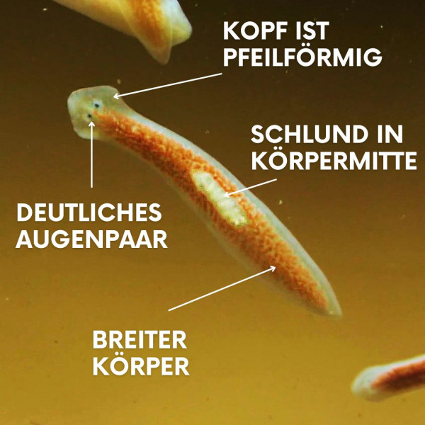 Planarien im Aquarium erkennen und mit Planarienfalle bekämpfen