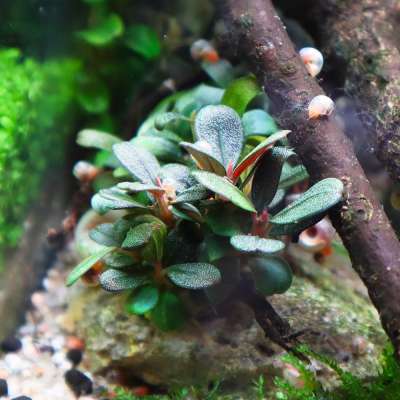 Bucephalandra sp. 