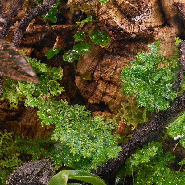 Naturkorkstücke | Korkstücke für Terrarium 5 - 20cm