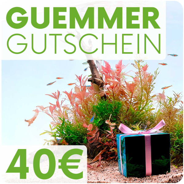 Garnelen-Guemmer Gutschein 40 Euro