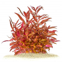 Alternanthera reineckii Mini in vitro Alternanthera reineckii Mini in vitro