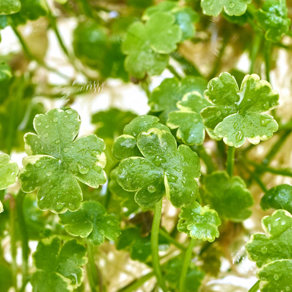 Hydrocotyle sibthorpioides "Variegata" - in vitro