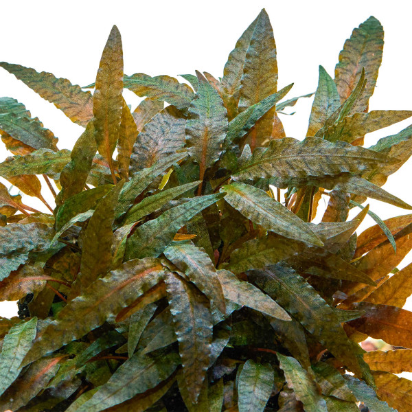 Cryptocoryne wendtii 'Tropica' | Tropica Wasserkelch gewachsen im Aquarium