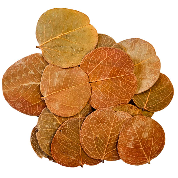 Hobby Orchid Tree Leaves 25 Stk. Makro
