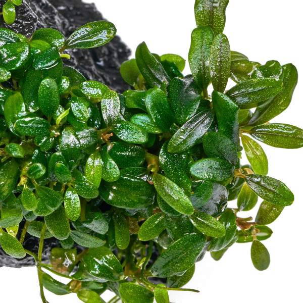 Bucephalandra sp. „Mini Needle Leaf“ - Baby Plant Mini-Ableger