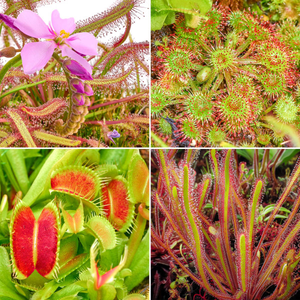 Fleischfressende Pflanzen Terrarium | Karnivorent Set bis zu 4 Stk. | Sonnentau & co - in vitro