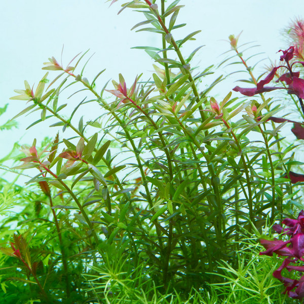 Rotala rotundifolia rundblättrige Rotala in vitro 8 5 cm günstig kaufen