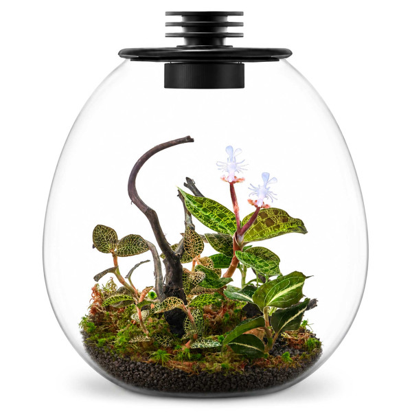 Bioloark Juwelorchideen Flaschengarten Terrarium Set