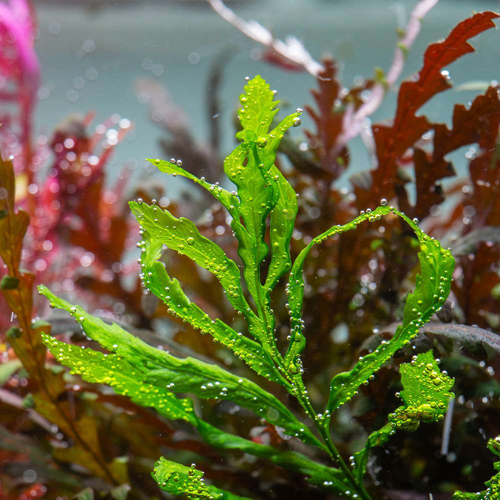 Farne fürs Aquarium » Die besten Arten im Vergleich