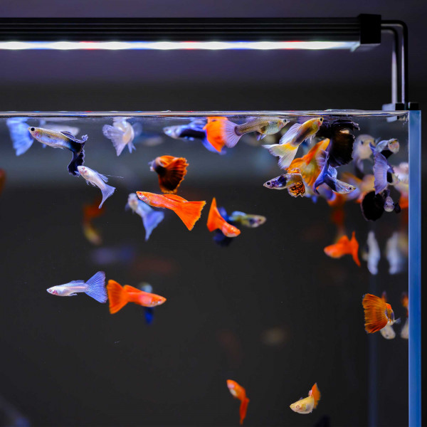 TWINSTAR LIGHT B-Serie II Fisch Color