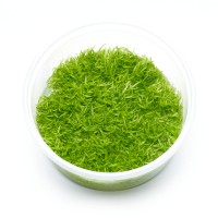 Utricularia graminifolia | "Grasblättriger Wasserschlauch" - in vitro Utricularia graminifolia | "Grasblättriger Wasserschlauch" - in vitro