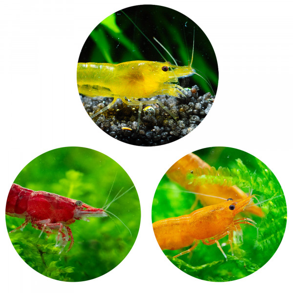 Neocaridina Garnelen Set für Einsteiger und Anfänger