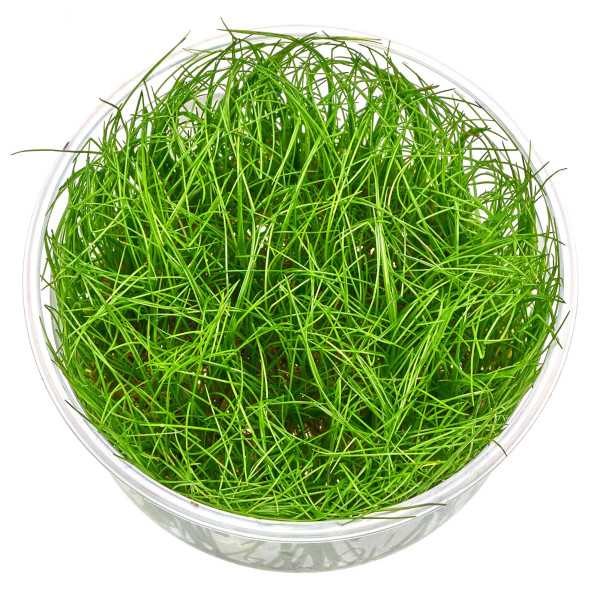 Eleocharis Montevidensis in vitro 8,5cm