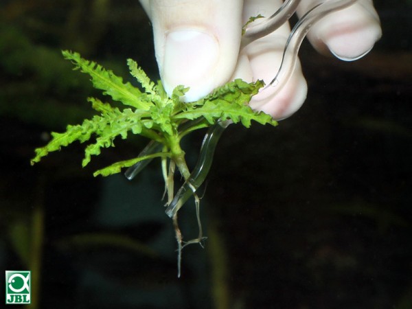 JBL ProScape Plantis Pins