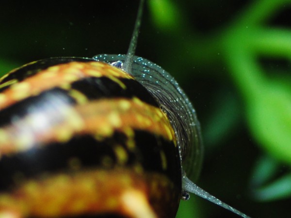 Geweihschnecke Tricolor | Clithon sowerbyana