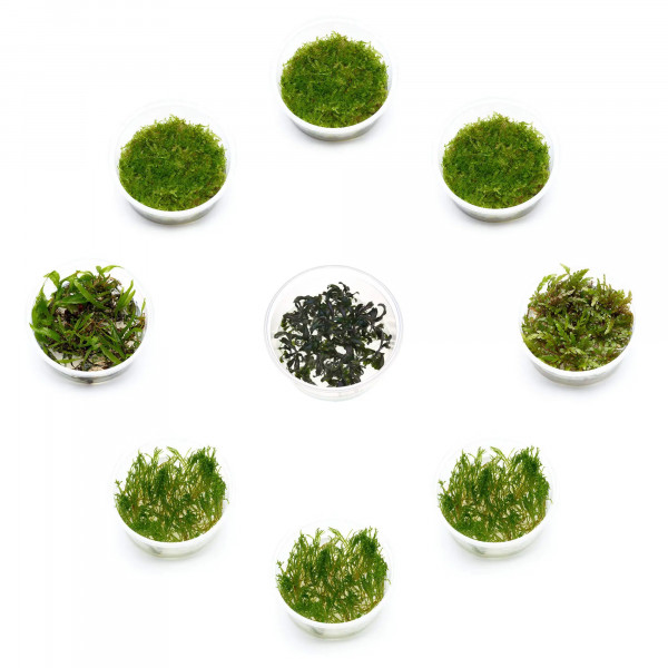 Pflanzenset für Paludarien und Terrarien, emerse Pflanzen, Moose und Aufsitzer | Größe S