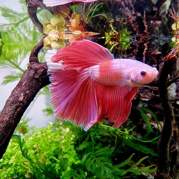 Dennerle Betta Booster, 12g | Kampffisch Futter