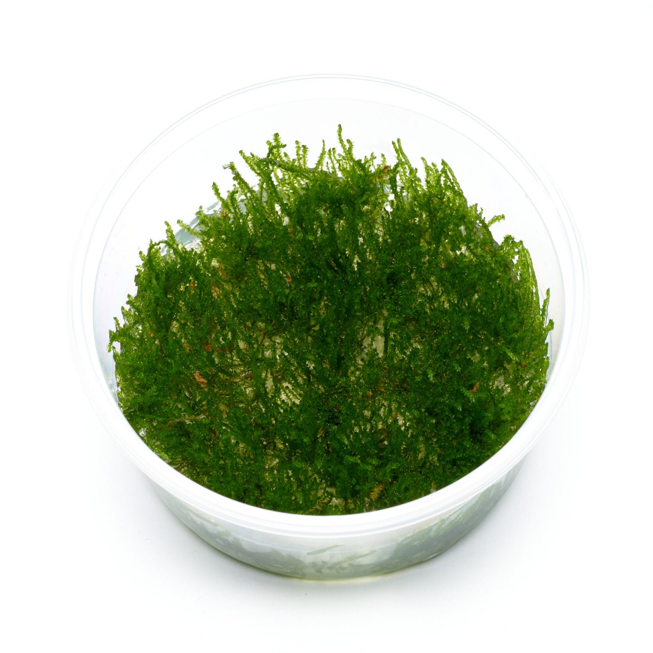 Weeping Moos im 8,5-cm-XL-In-vitro-Becher