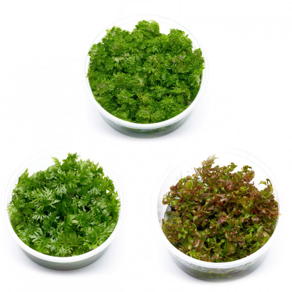 Aquarienpflanzen Sauerstoffproduktion Set S