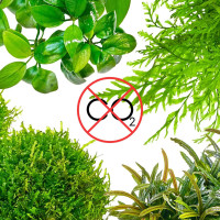 : Aufsitzerpflanzen ohne : Aufsitzerpflanzen ohne CO2 im Set | Anspruchslose Aufsitzer - In Vitro Set