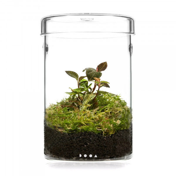 DOOA Glass Pot Maru 130 Set Flaschengarten Wabi-Kusa mit Macodes Petola Juwelorchidee