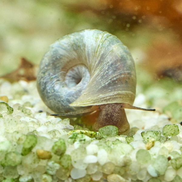 Posthornschnecken Naturform Mix | Planorbella duryi