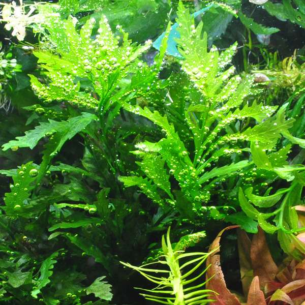 XXL Aquarium Javafarn Set GarnelenGuemmer