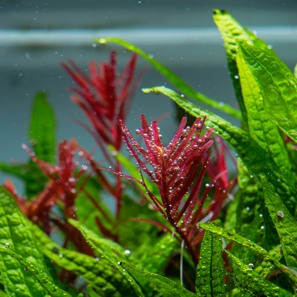 Rotala rotundifolia "H'Ra" als Blickfang im Aquarium