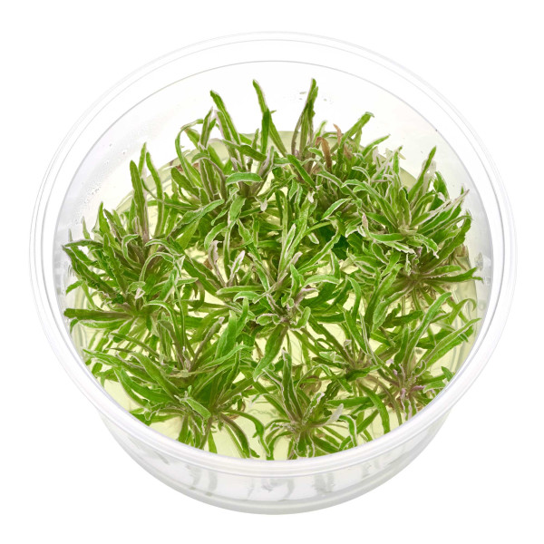 Pogostemon helferi 'Marble' Panaschierter Wasserstern - in vitro 8,5cm
