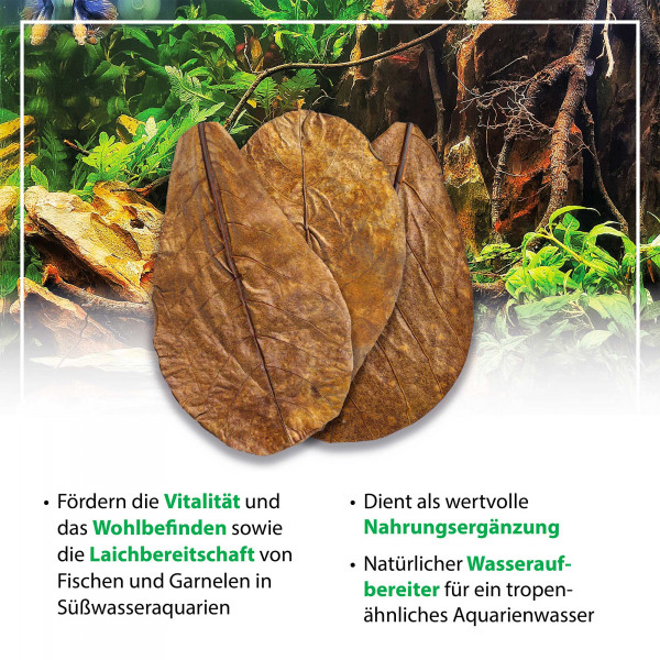 ARKA mySCAPE Catappa Leaves | Seemandelbaumblätter - 10 Stk