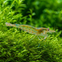 amano garnele amano garnele