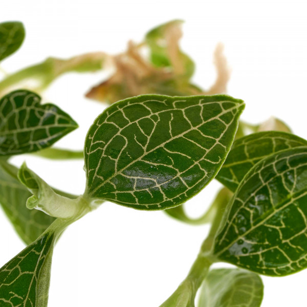 Macodes Silvermine Blattzeichnung