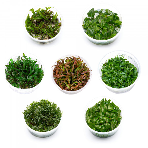 malawi buntbarsche aquarienpflanzen set, barschfeste aquarium pflanzen Set L