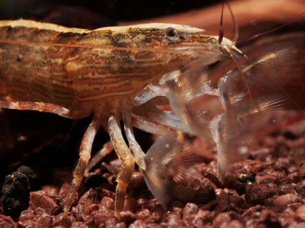 Fächergarnele, Molukkenfächergarnele, Atyopsis moluccensis