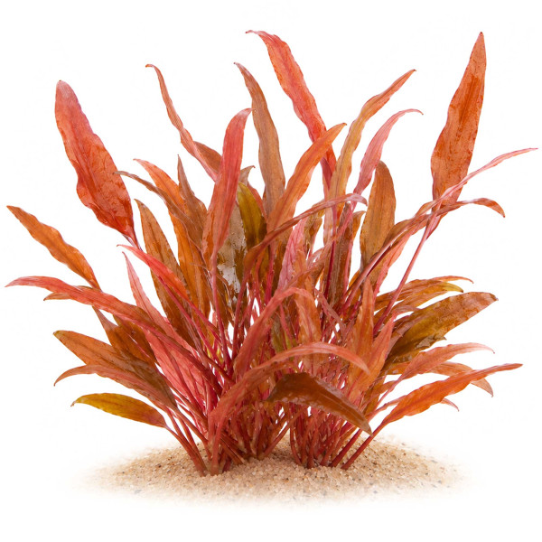 Cryptocoryne Wendtii "Sindoor" gewachsen