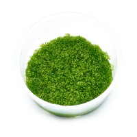 Riccia fluitans | Teichlebermoos in vitro Aquarienpflanze Riccia fluitans | Teichlebermoos in vitro Aquarienpflanze