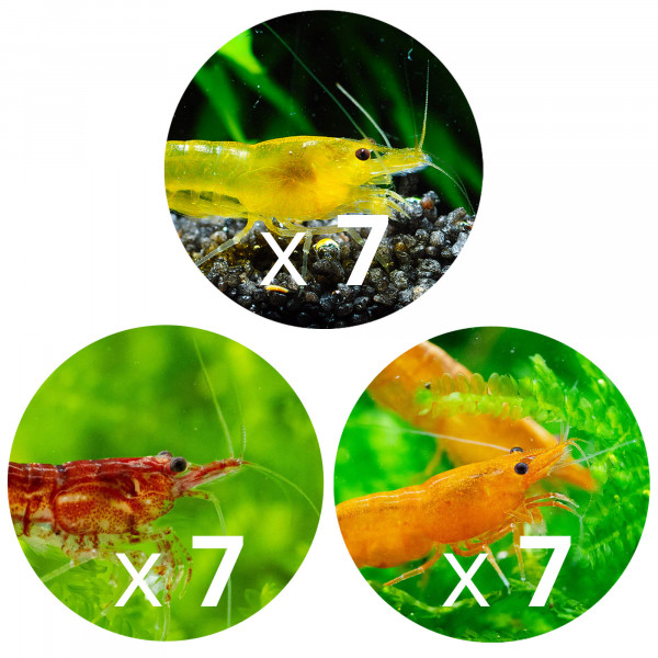 Robuste Garnelen für kalkhaltiges Wasser