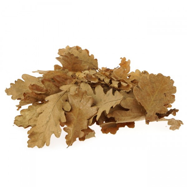 Eichenblätter getrocknet braun