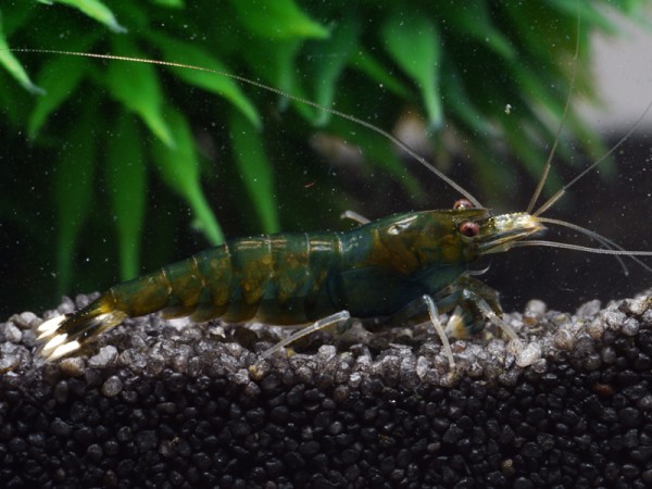 Taiwan Bee Green Hulk Garnele Klasse 1