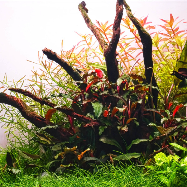 Bucephalandra sp. "Kedagang" - Baby Plant Mini-Ableger