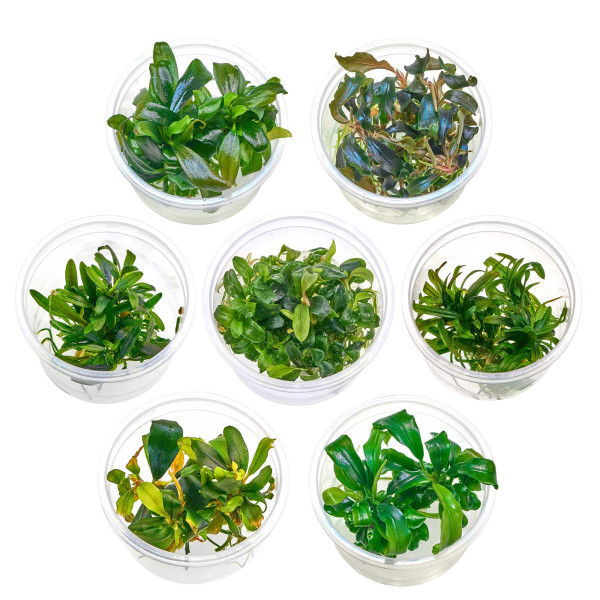 Bucephalandra & Anubias Aufsitzerpflanzen Set – Mix für Aquascaping/Nano Aquarium