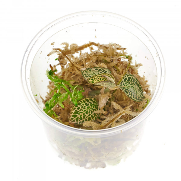 Juwelorchideen Set: 3-4 verschiedene Juwelorchideen (Macodes) | Terrarium - WabiKusa Set