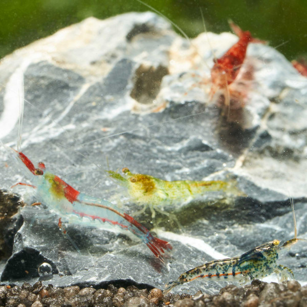 Bunter Garnelen Mix | Neocaridina Wildformen im Paket